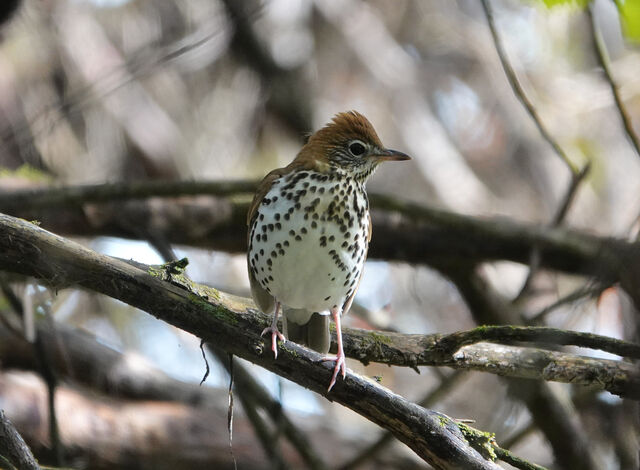 Wood Thrush