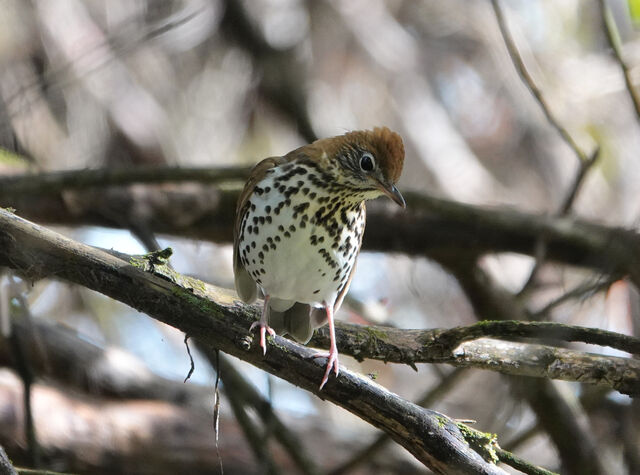 Wood Thrush