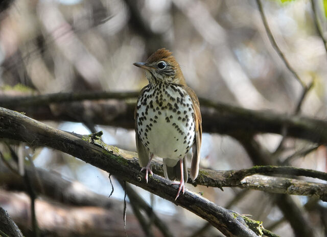 Wood Thrush