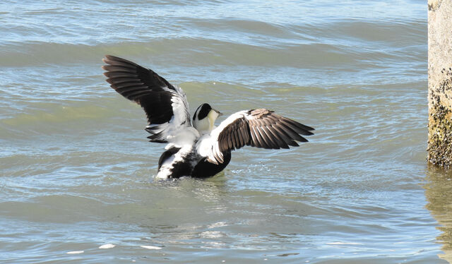 Common Eider