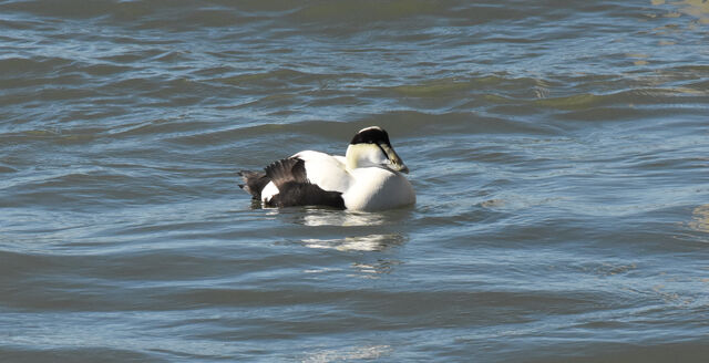 Common Eider