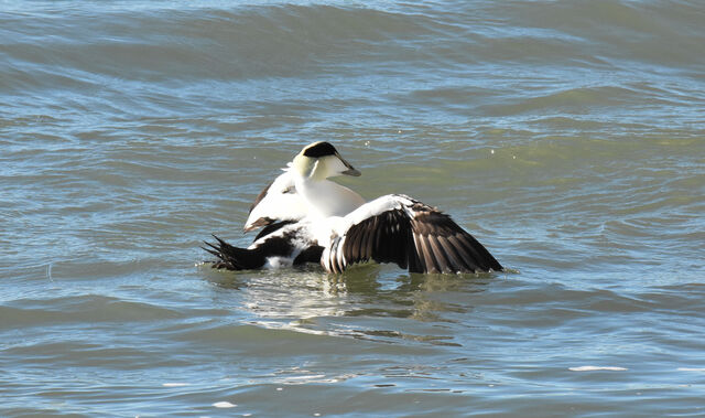 Common Eider