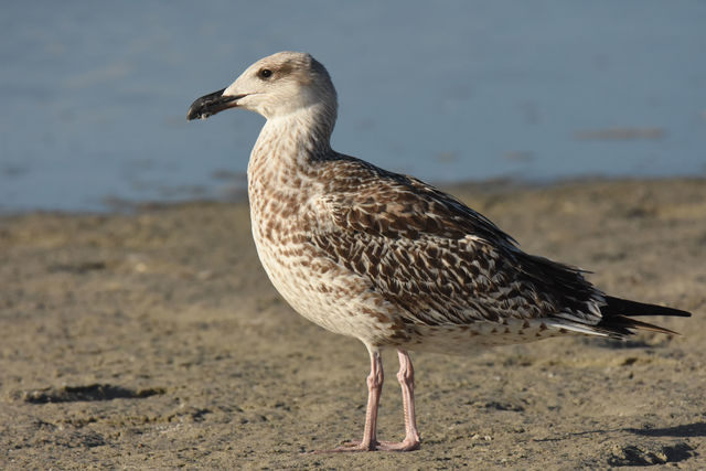 Great Black-backed Gull