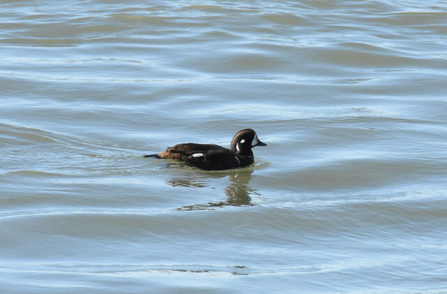 Harlequin Duck