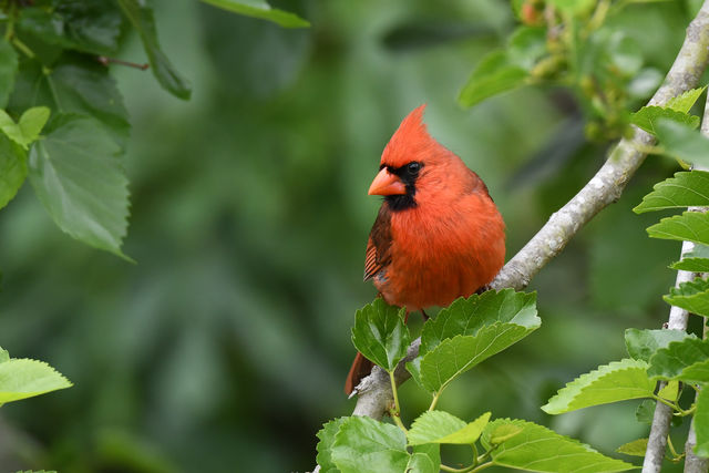 Northern Cardinal