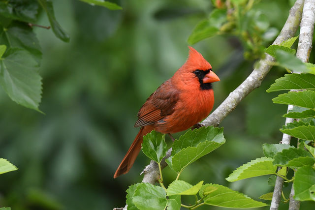 Northern Cardinal