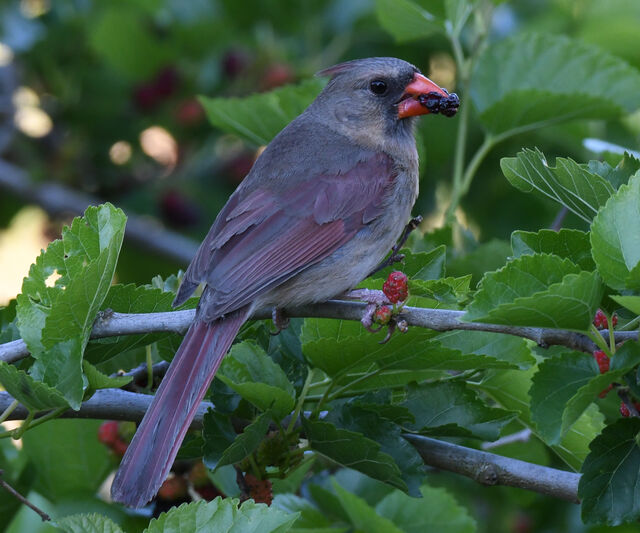 Northern Cardinal