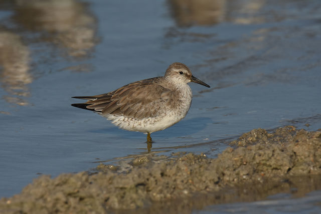 Red Knot