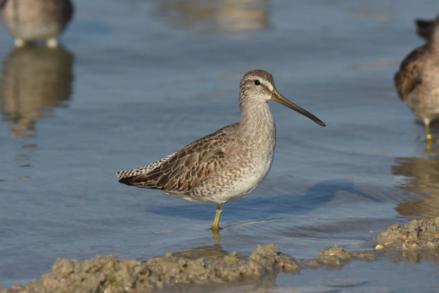 Short-billed Dowitcher