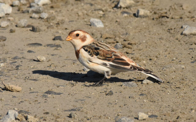 Snow Bunting