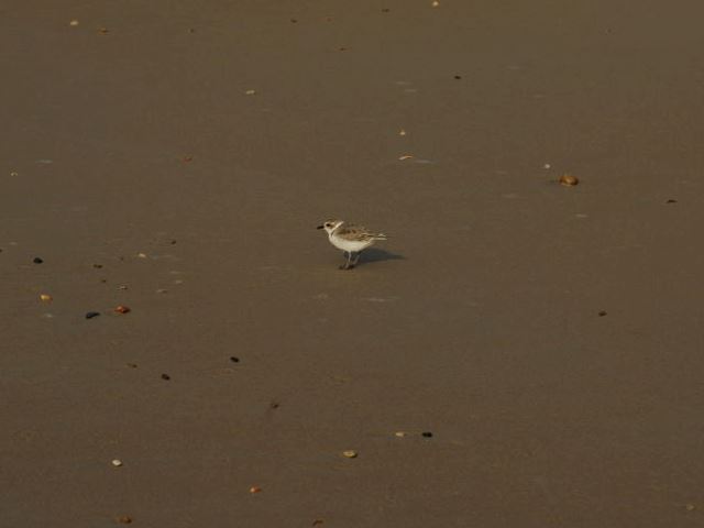 Snowy Plover