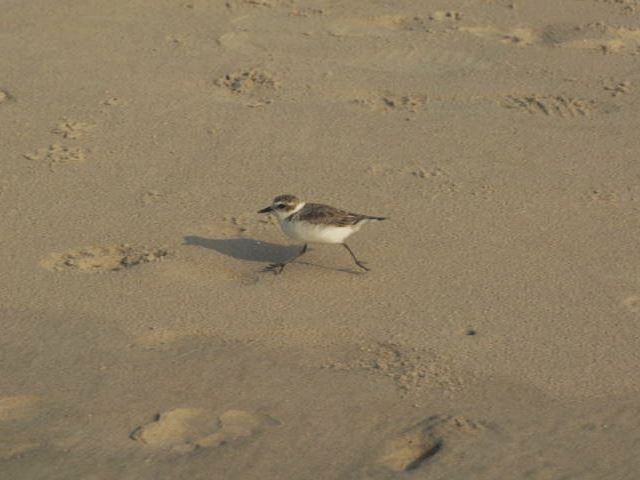 Snowy Plover