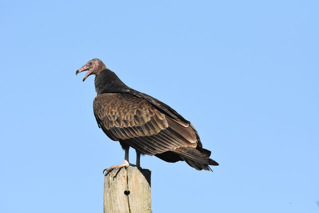 Turkey Vulture