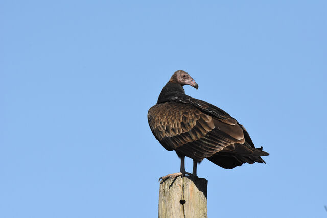 Turkey Vulture