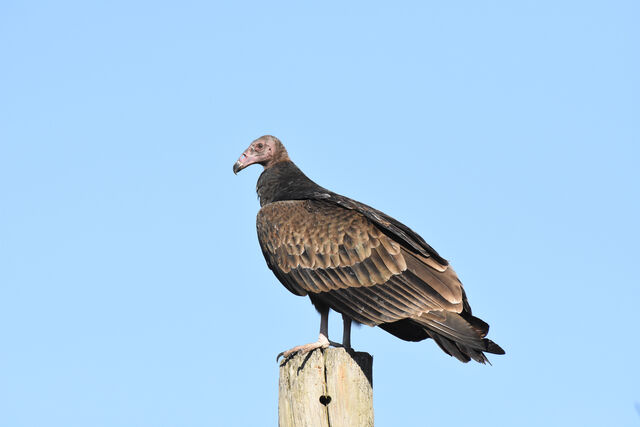 Turkey Vulture