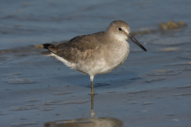 Willet