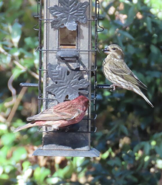 Purple Finch