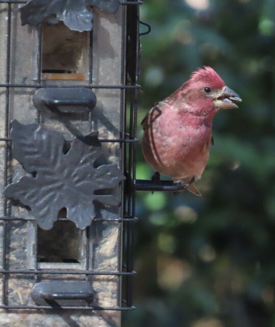 Purple Finch