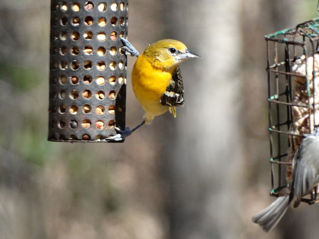 Baltimore Oriole