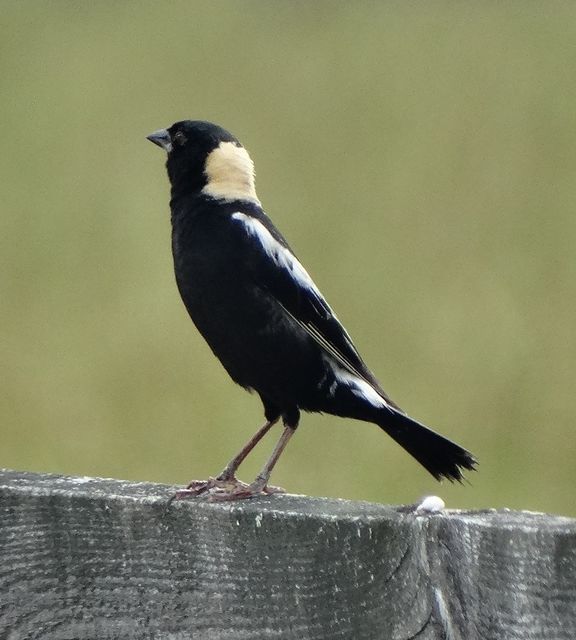 Bobolink