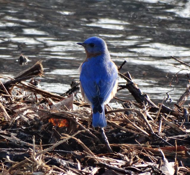 Eastern Bluebird