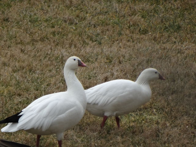 Ross's Goose