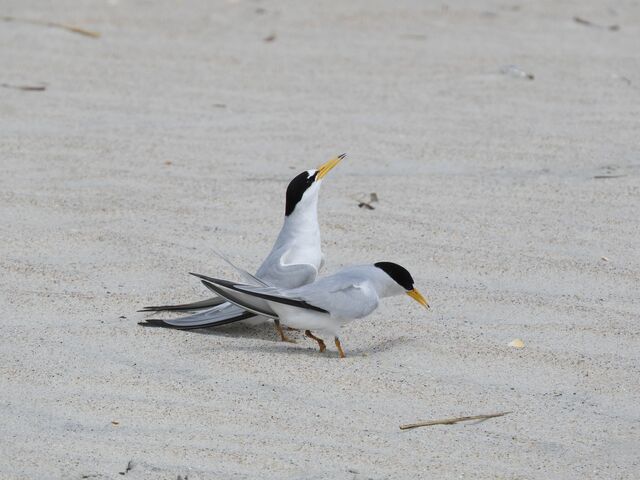 Least Tern