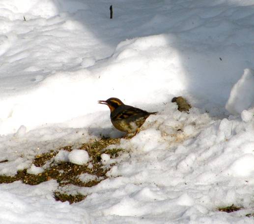 Varied Thrush