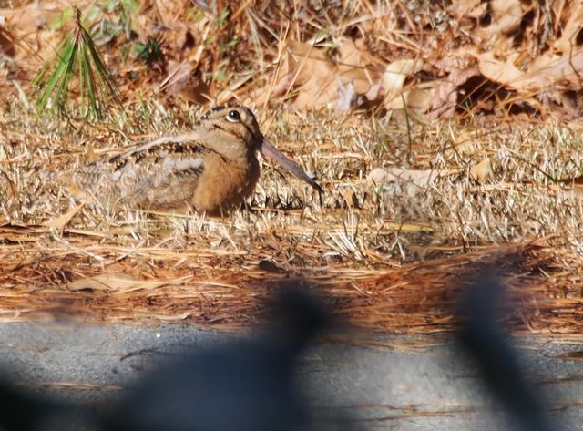 American Woodcock