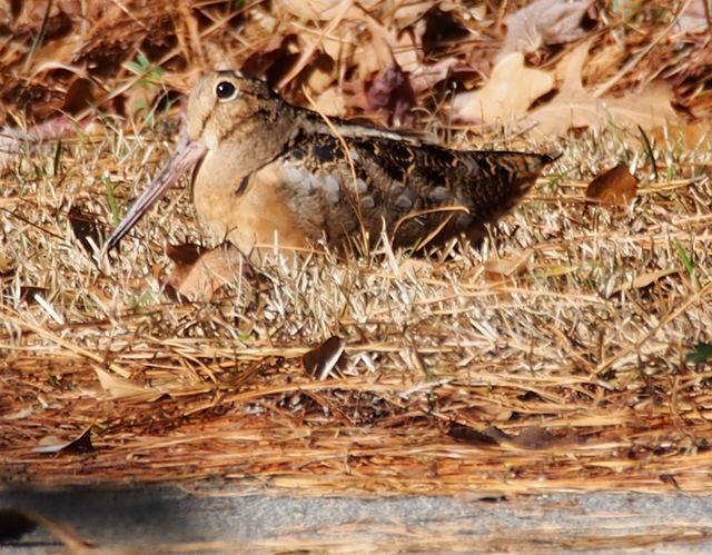 American Woodcock