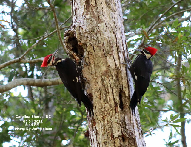 Pileated Woodpecker