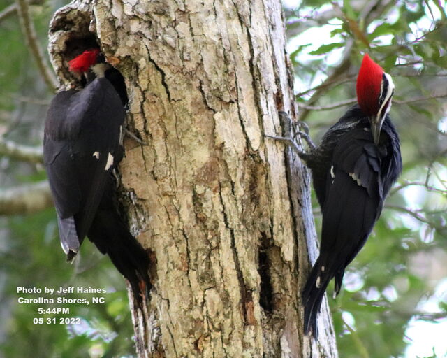 Pileated Woodpecker