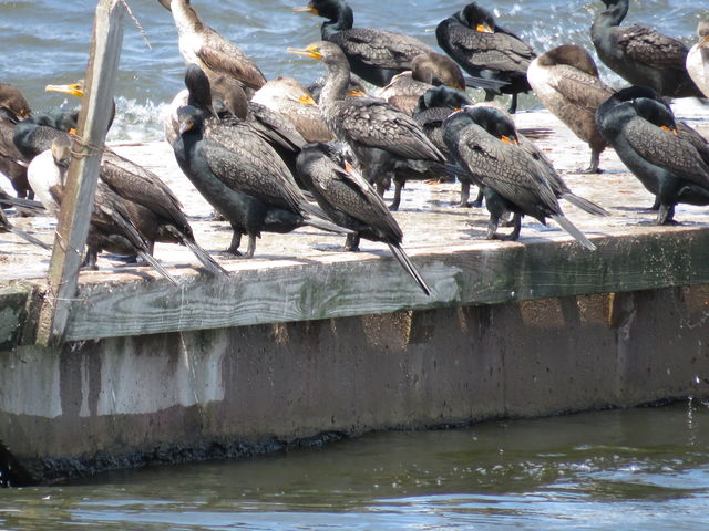 Neotropic Cormorant