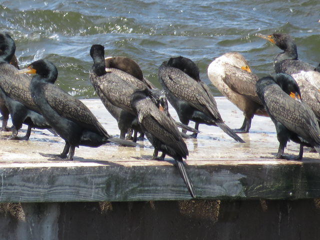 Neotropic Cormorant