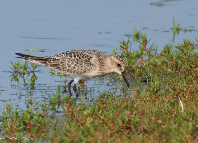 Baird's Sandpiper