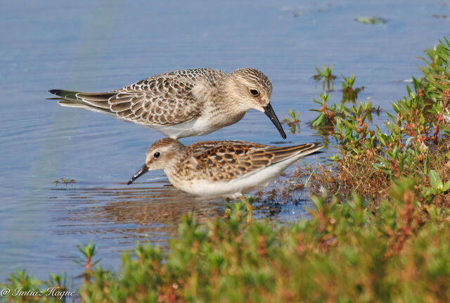 Baird's Sandpiper