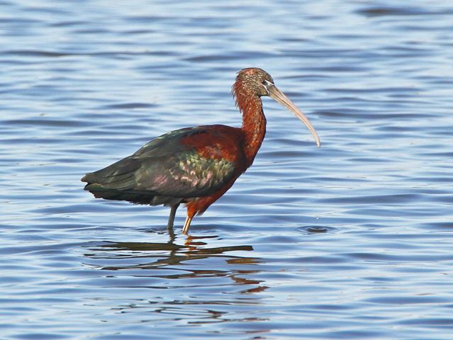 Glossy Ibis