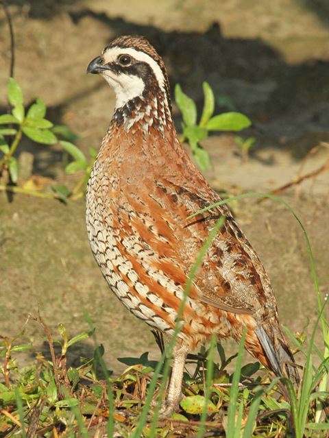 Northern Bobwhite