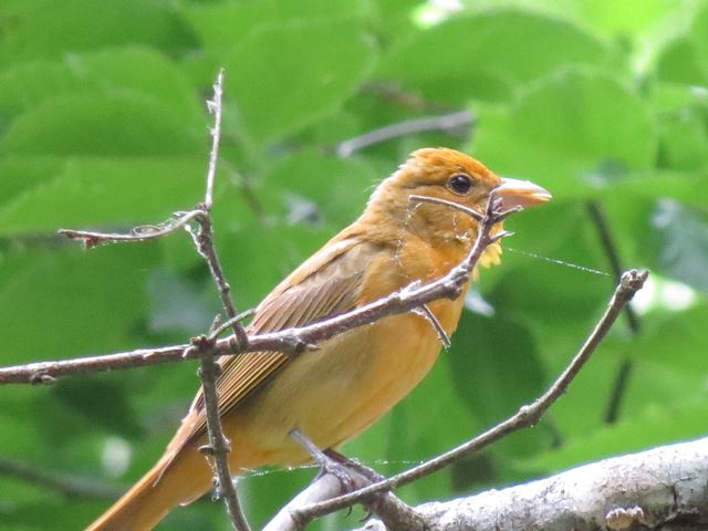 Summer Tanager