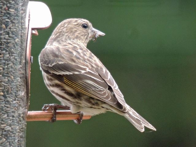 Pine Siskin