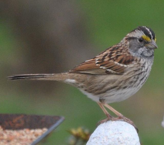 White-throated Sparrow