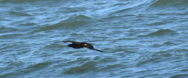 Brown Booby