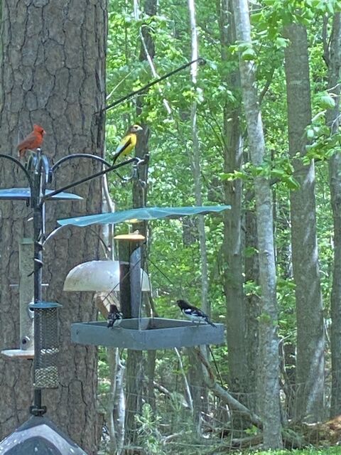 Evening Grosbeak