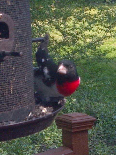 Rose-breasted Grosbeak