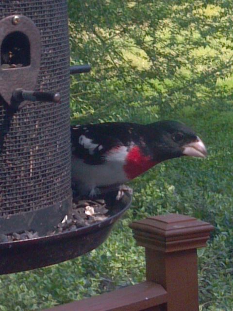 Rose-breasted Grosbeak