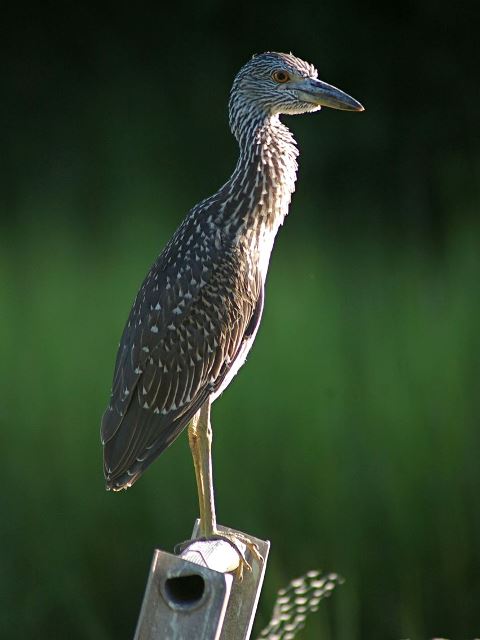 Yellow-crowned Night-Heron