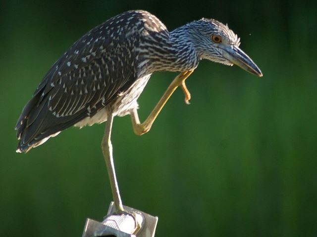 Yellow-crowned Night-Heron