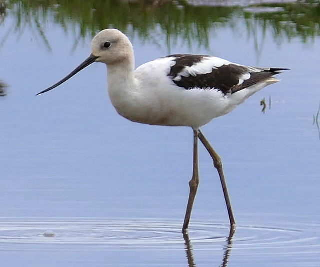 American Avocet