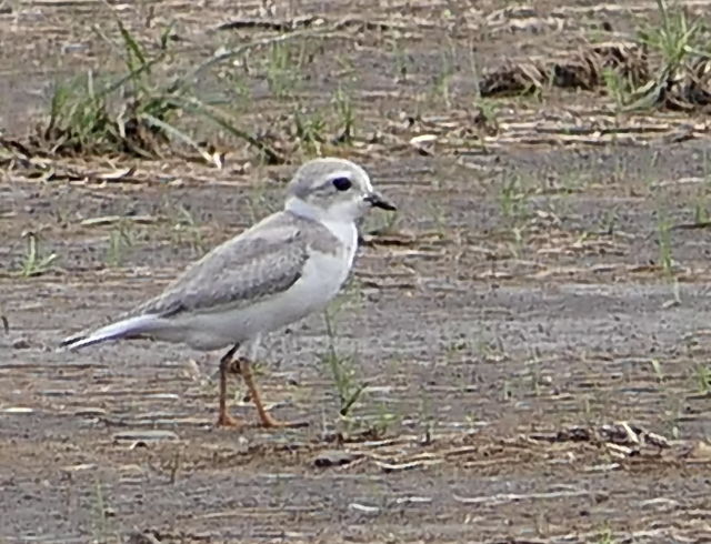 Piping Plover