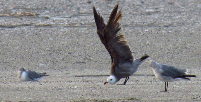 Heermann's Gull